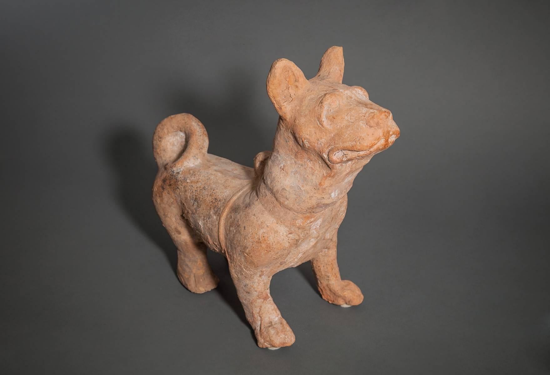 Chinese Han Dynasty Terracotta Fighting Dog.  During the Han Dynasty (206 BC to 220 AD), terracotta dogs were placed at a grave site in order to protect their master.  The dog is standing at attention, gazing forward with ears erect, and poised on