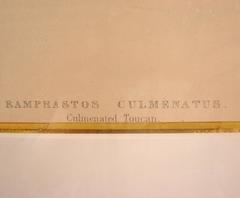 Colored Lithograph of Toucans Published by Gould