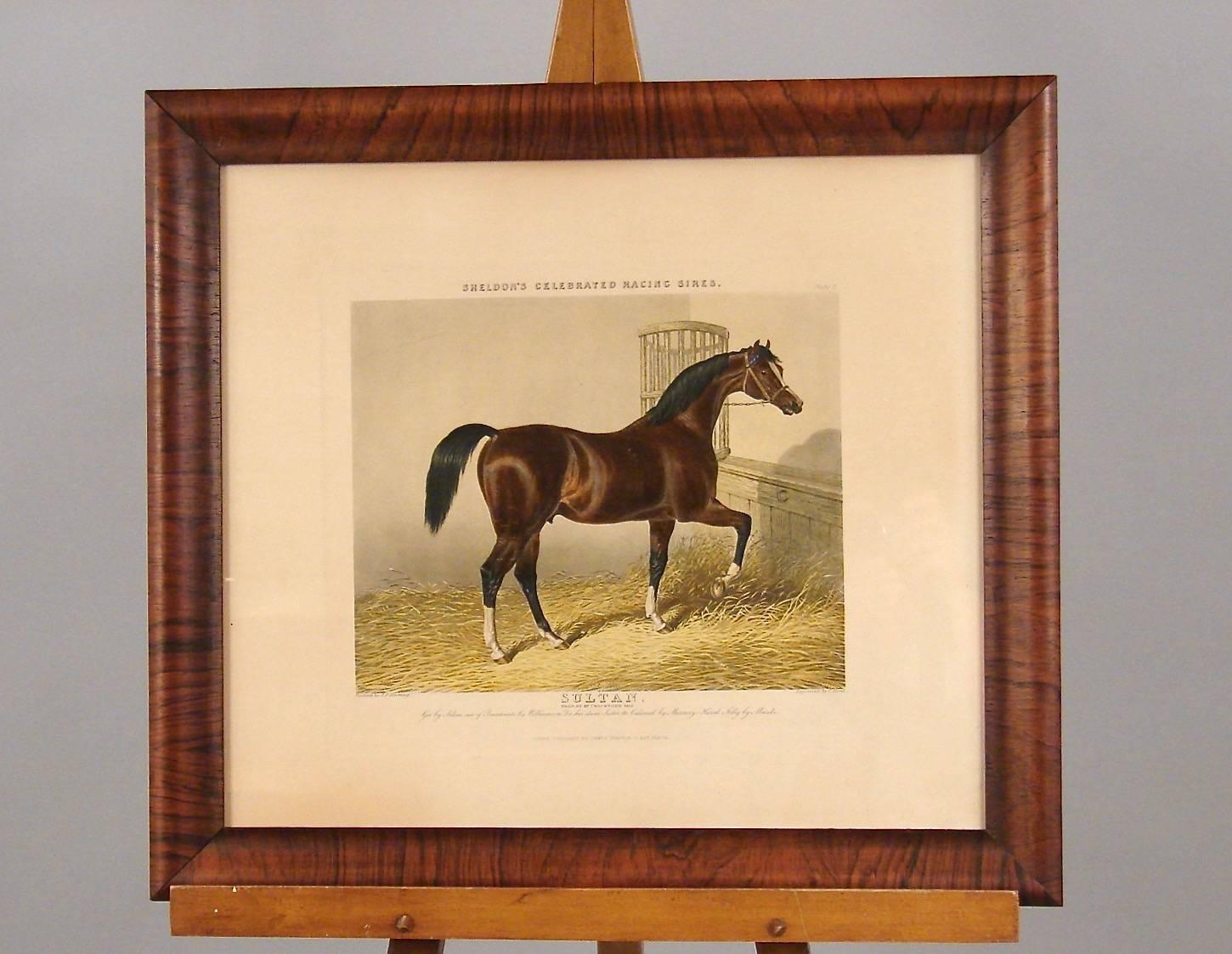 Regency Group of Four Colored Engravings of Sheldon's Celebrated Racing Sires