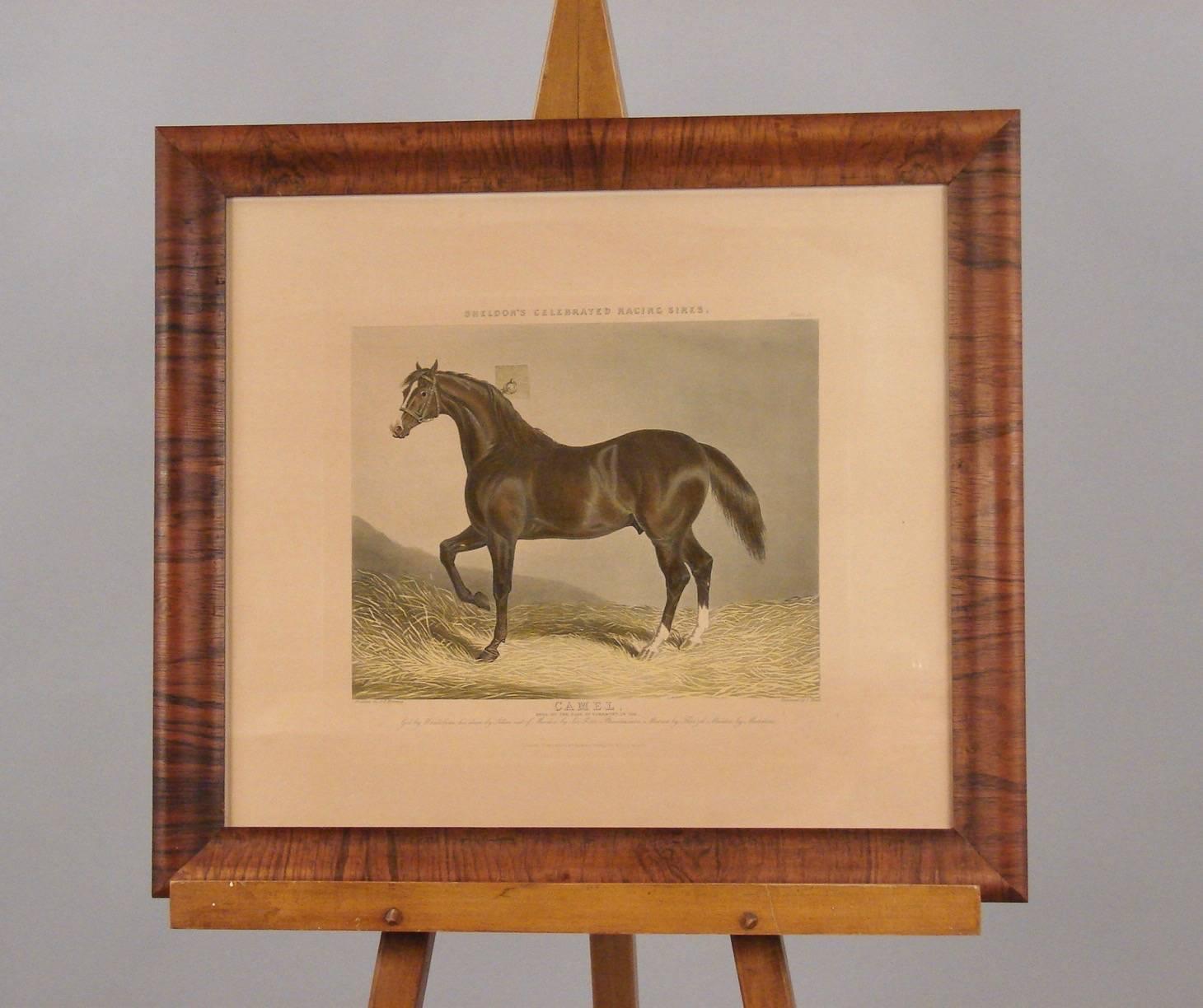 Group of Four Colored Engravings of Sheldon's Celebrated Racing Sires In Excellent Condition In San Francisco, CA