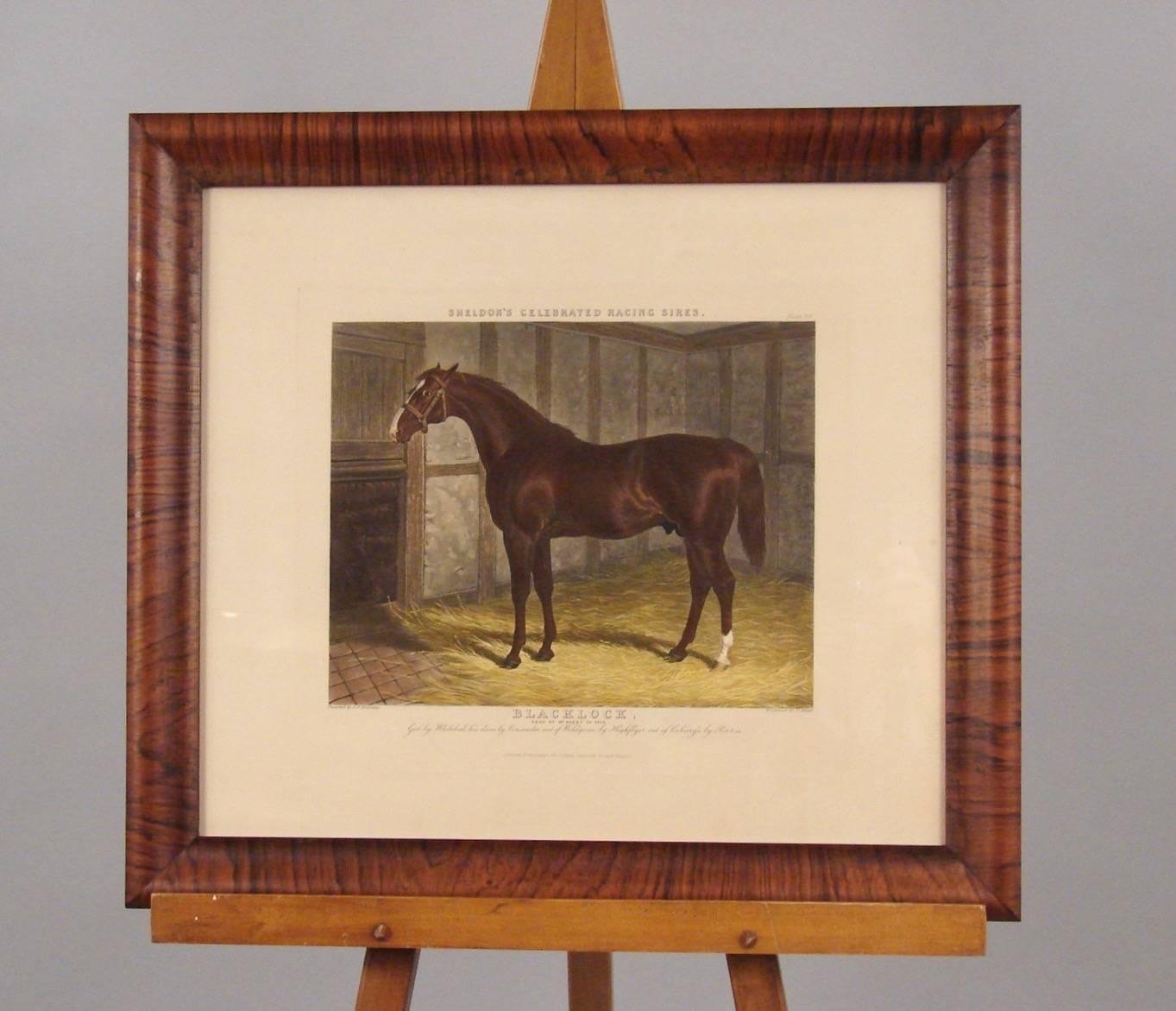 Group of Four Colored Engravings of Sheldon's Celebrated Racing Sires 1