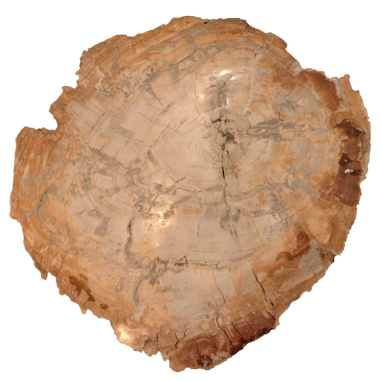 Fossilized Wood and Brass Cone Table In Excellent Condition In West Hollywood, CA