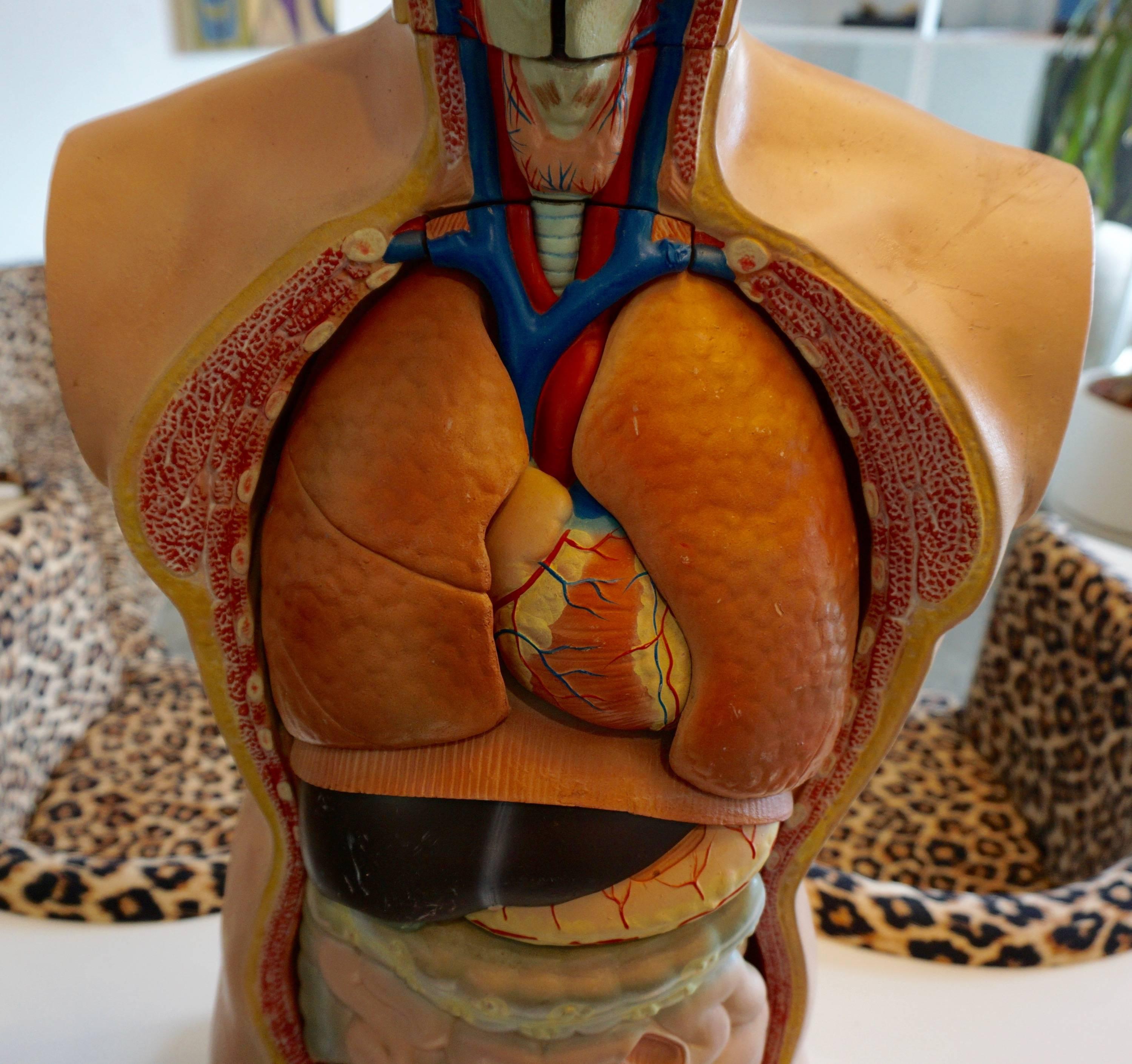 Male Anatomical Torso In Excellent Condition In Cathedral City, CA