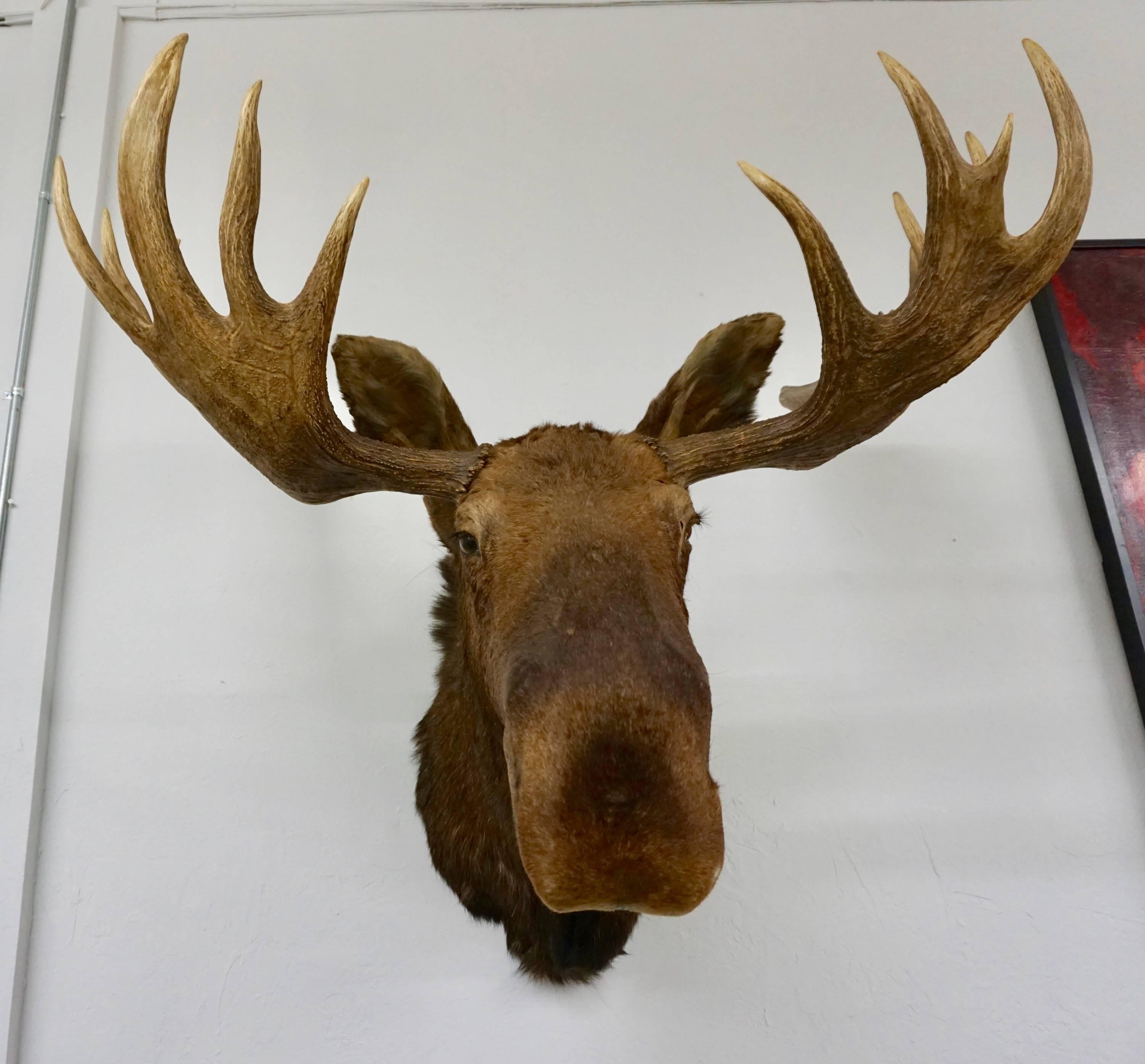 This is a fantastic Alaskan Moose taxidermy shoulder mount, posed with the head in a up position and looking straight out into the room. Great set of antlers, the hide itself is in really nice condition as well, and features thick hair. Expert