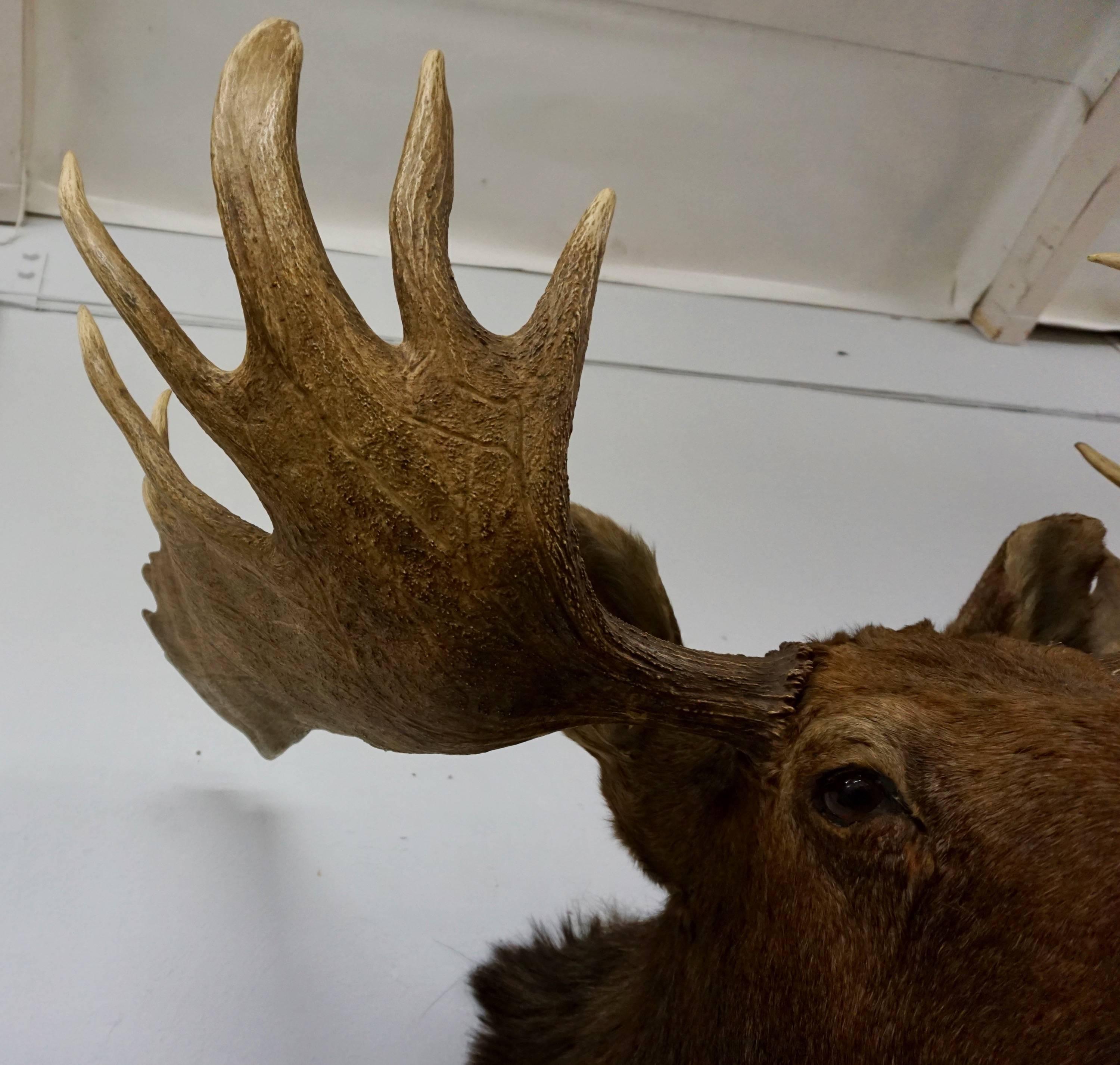 bullwinkle antlers