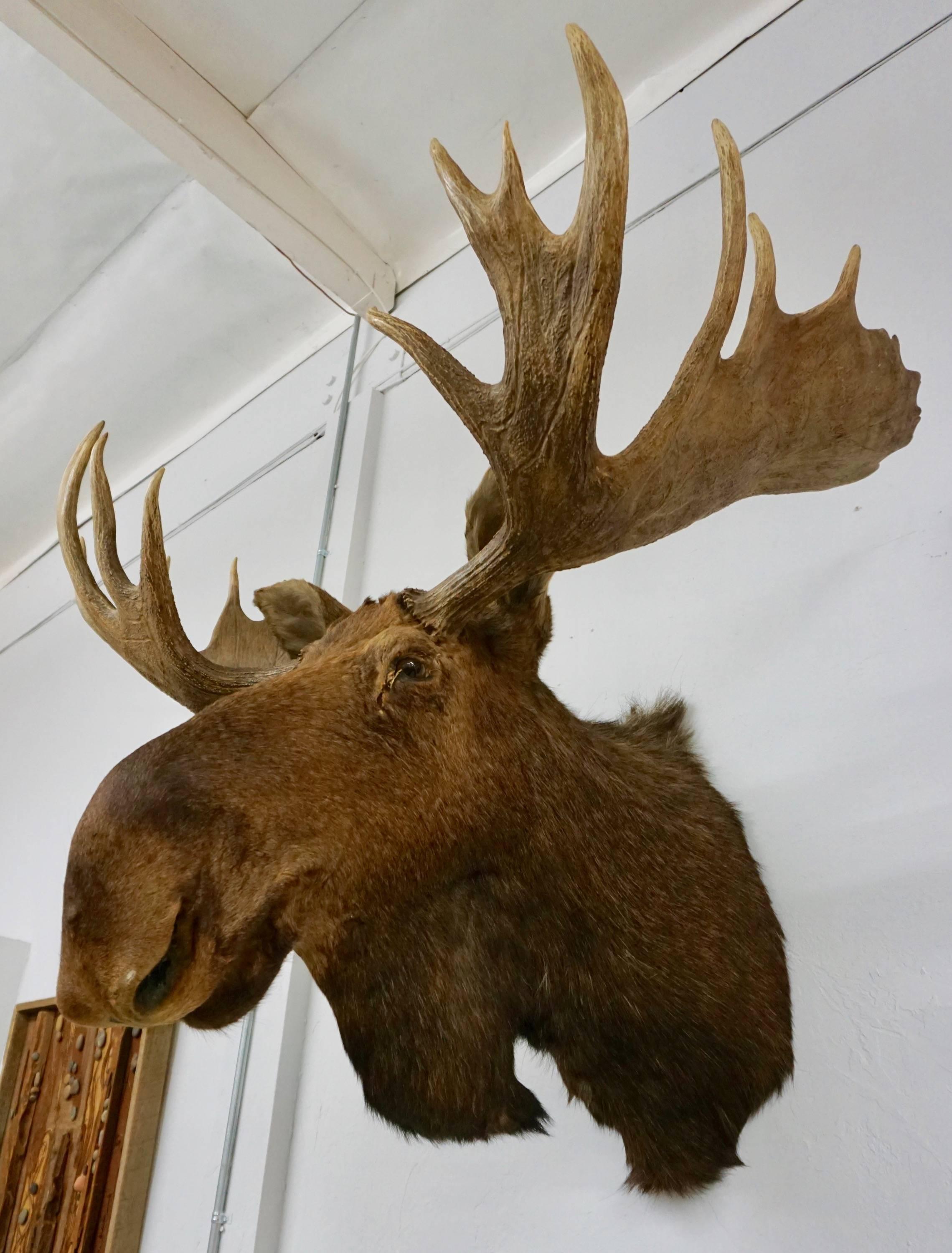 Canadian Bullwinkle! Taxidermied Moose Head and Antlers