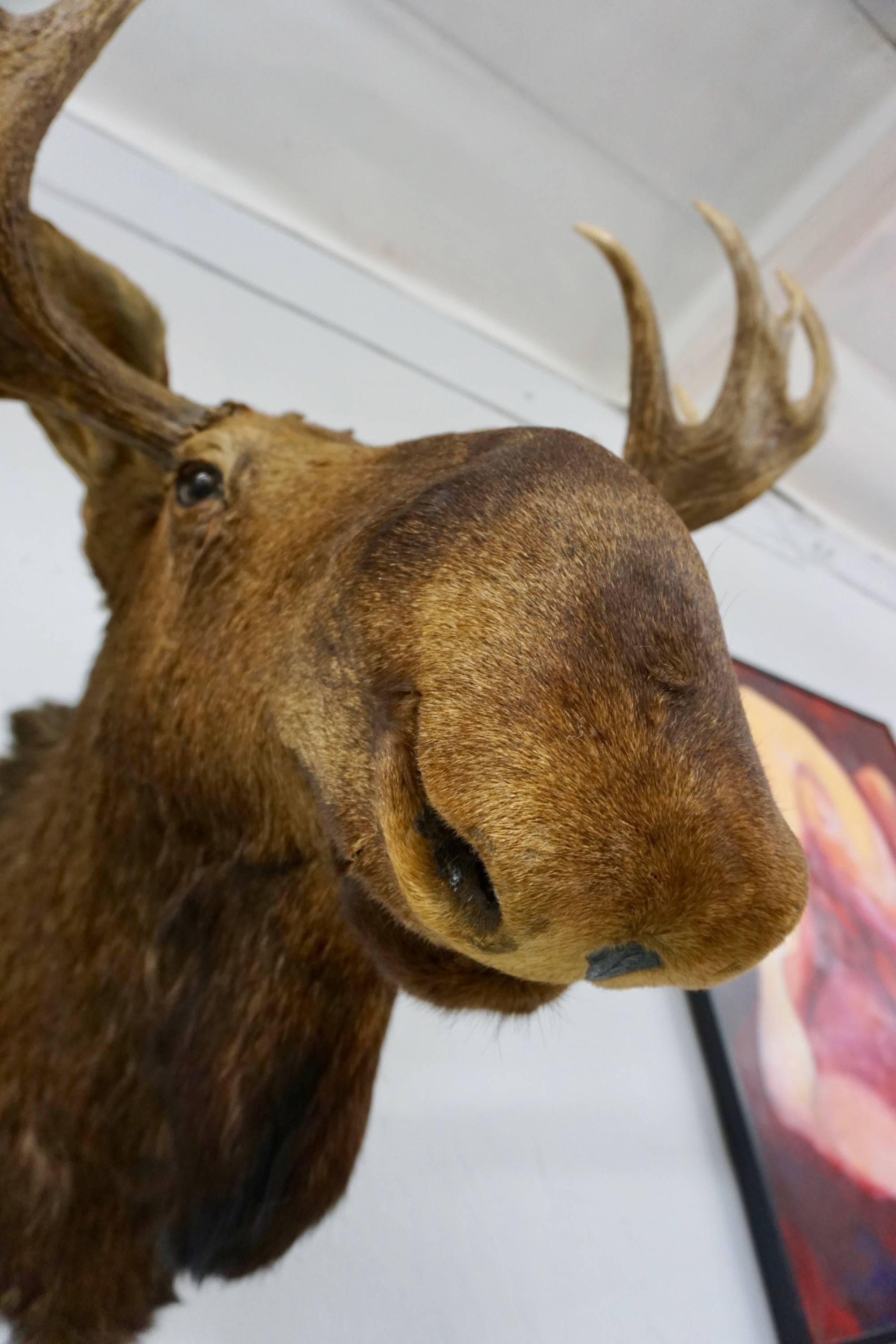 Bullwinkle! Taxidermied Moose Head and Antlers In Excellent Condition In Cathedral City, CA