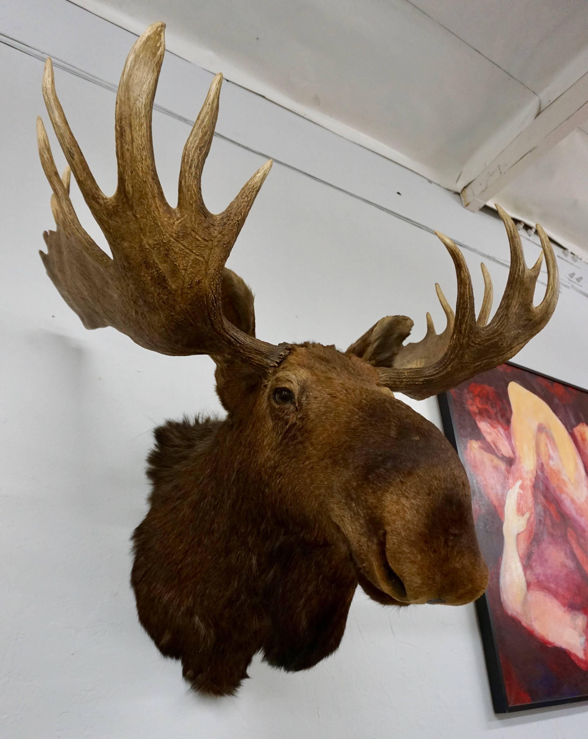 Late 20th Century Bullwinkle! Taxidermied Moose Head and Antlers