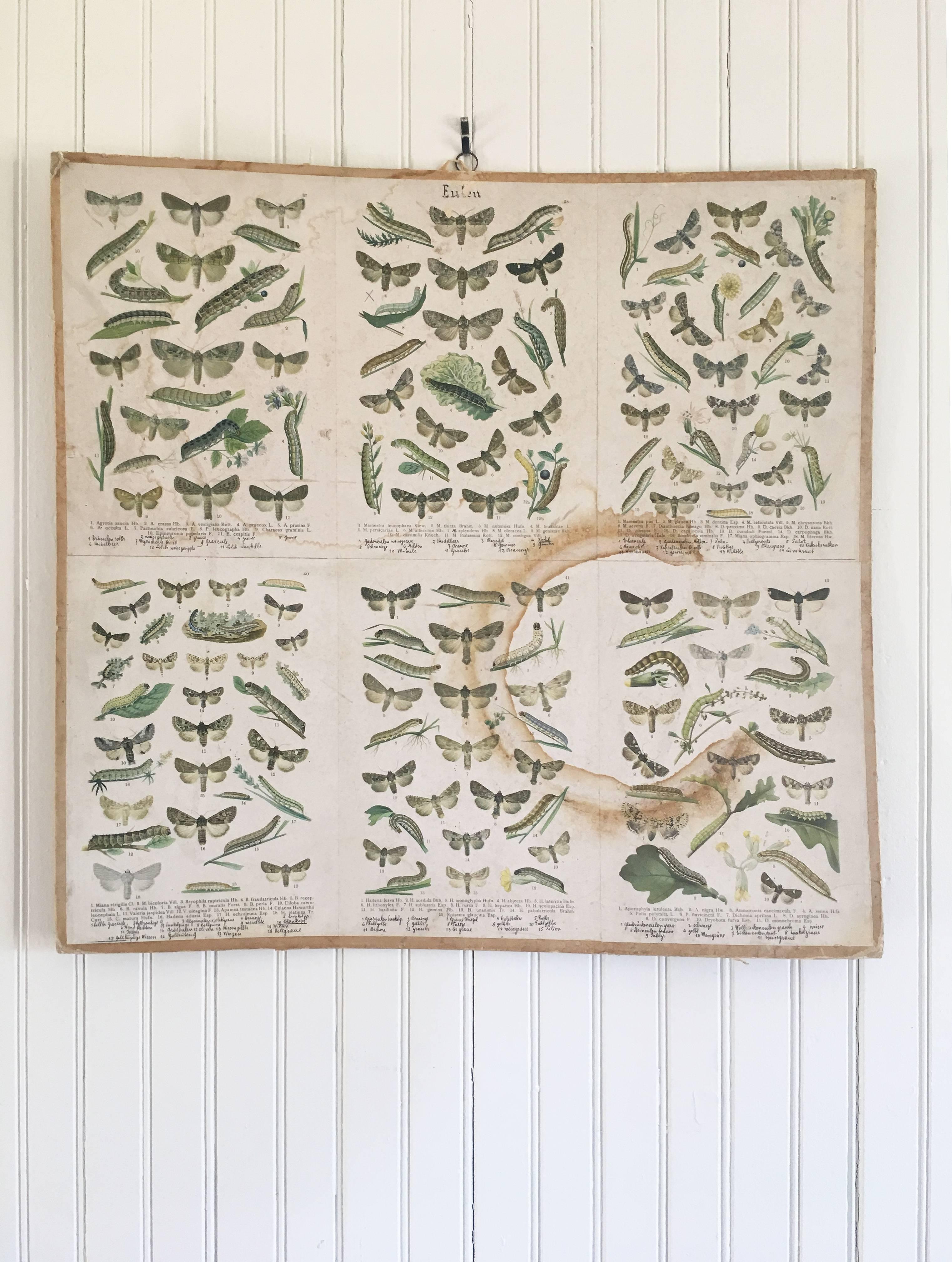 Vintage educational butterfly prints from Germany. Each print has a hard paper board backing and hook for hanging. (Each sold separately). Vintage condition with minor wear consistent with age and use.

