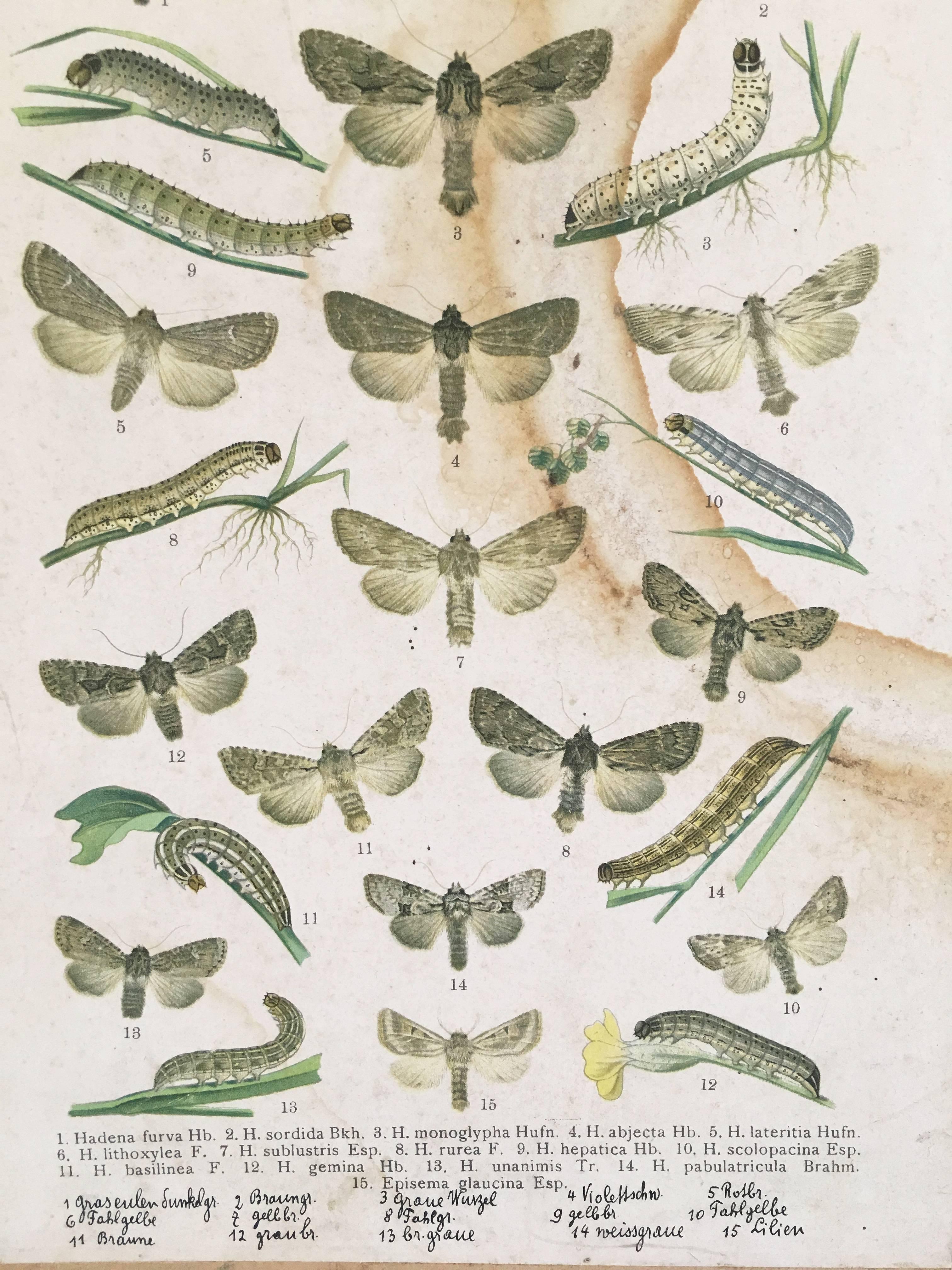 German Vintage Butterfly Prints