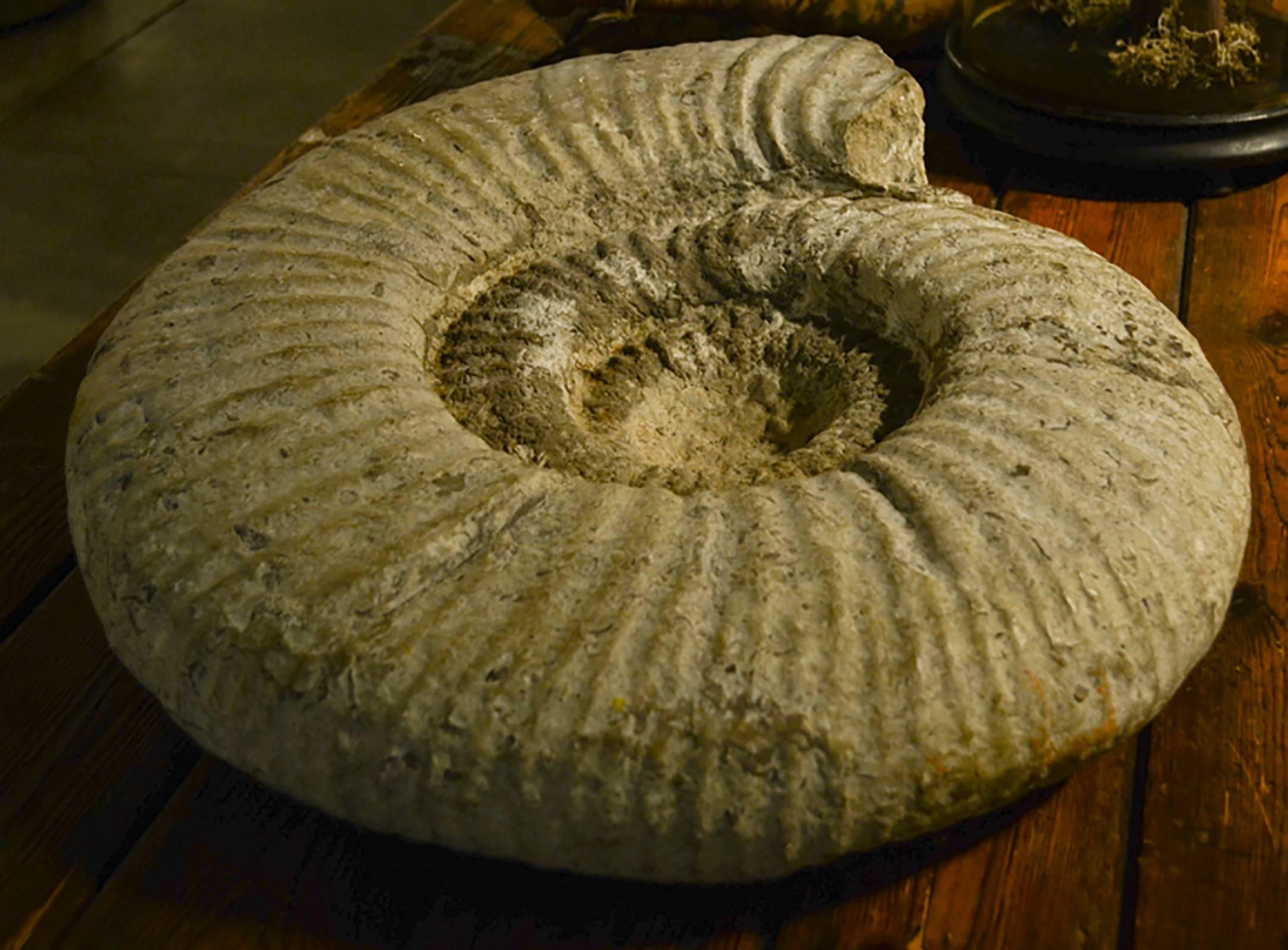 Le ammoniti erano molluschi cefalopodi preistorici predatori che esistevano tra i 400 e i 66 milioni di anni fa prima di estinguersi durante l'evento di estinzione che uccise i dinosauri. Condizioni vintage con lievi segni di usura dovuti all'età e