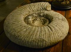 Large Ammonite Fossil