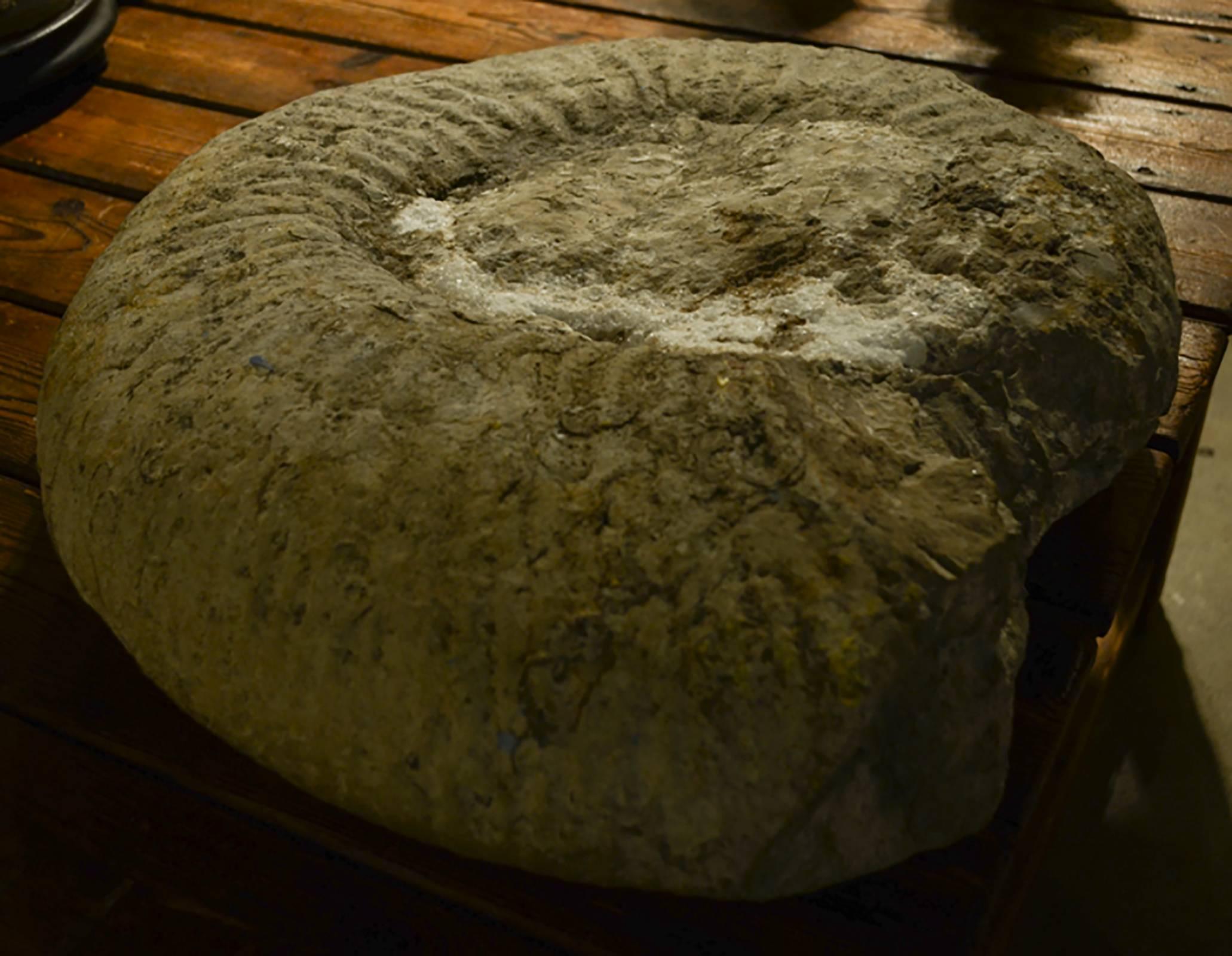 ammonite fossil