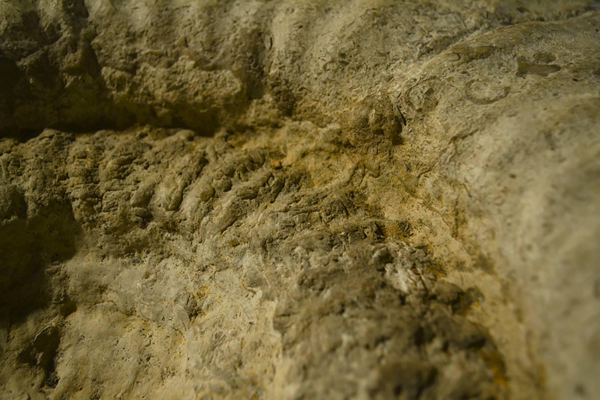 Fossile di ammonite di grandi dimensioni In condizioni ottime in vendita a Napa, CA