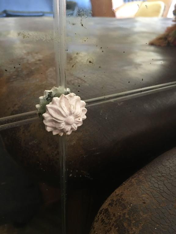 Vintage White Iron Mirror With Rosettes Early 20th Century