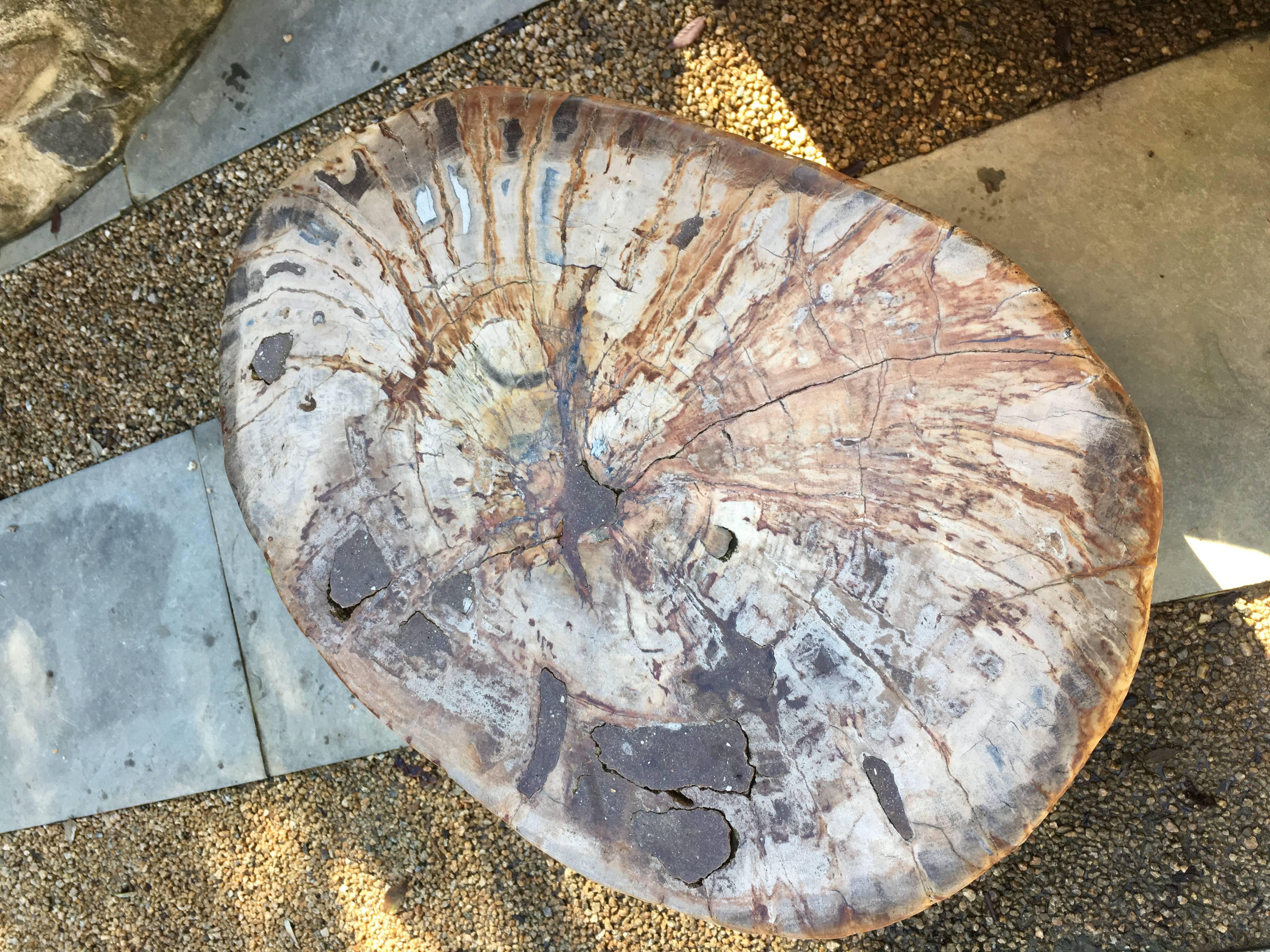 Large Red Petrified Wood Side Table 2