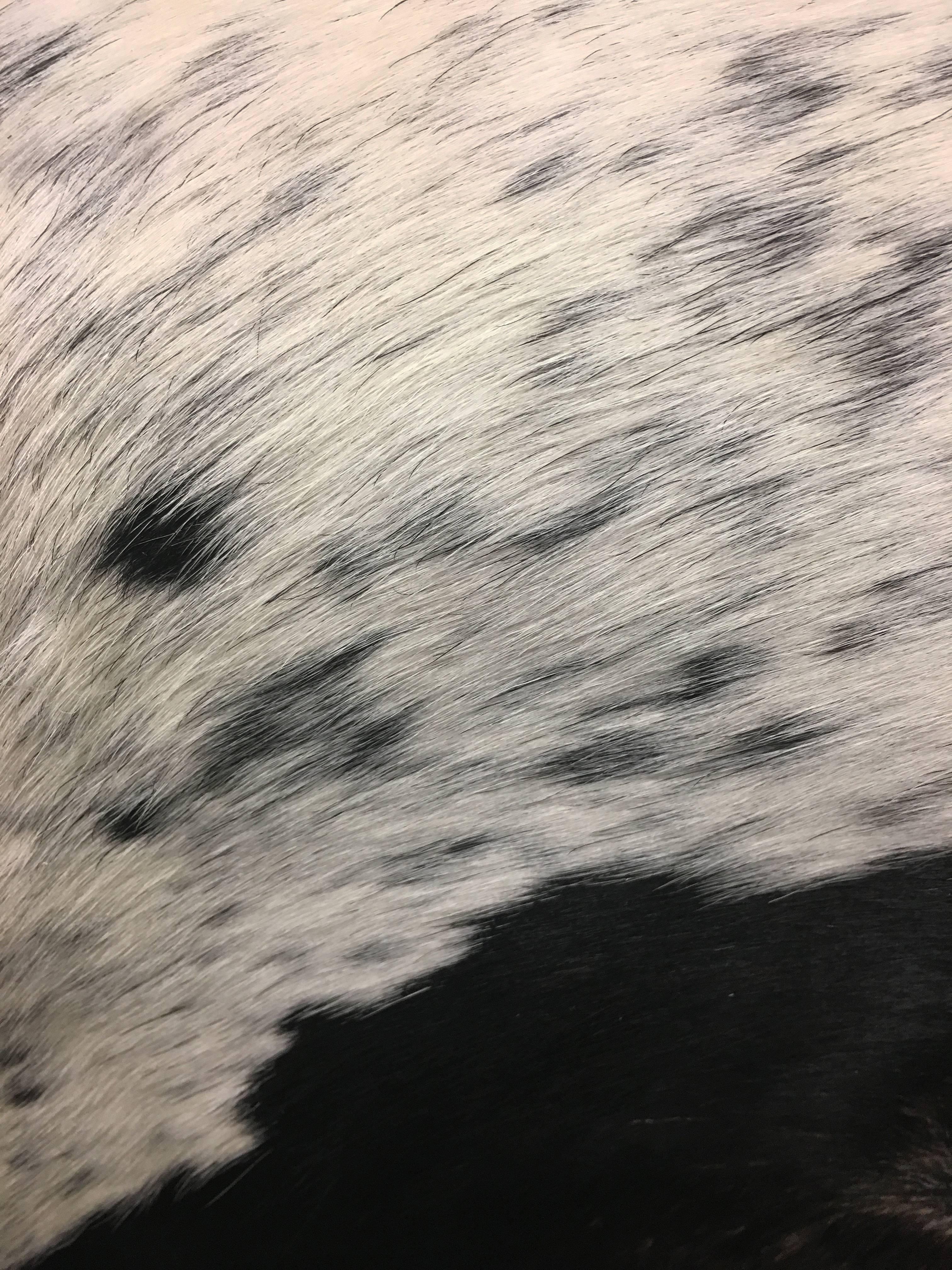 spotted cowhide rug