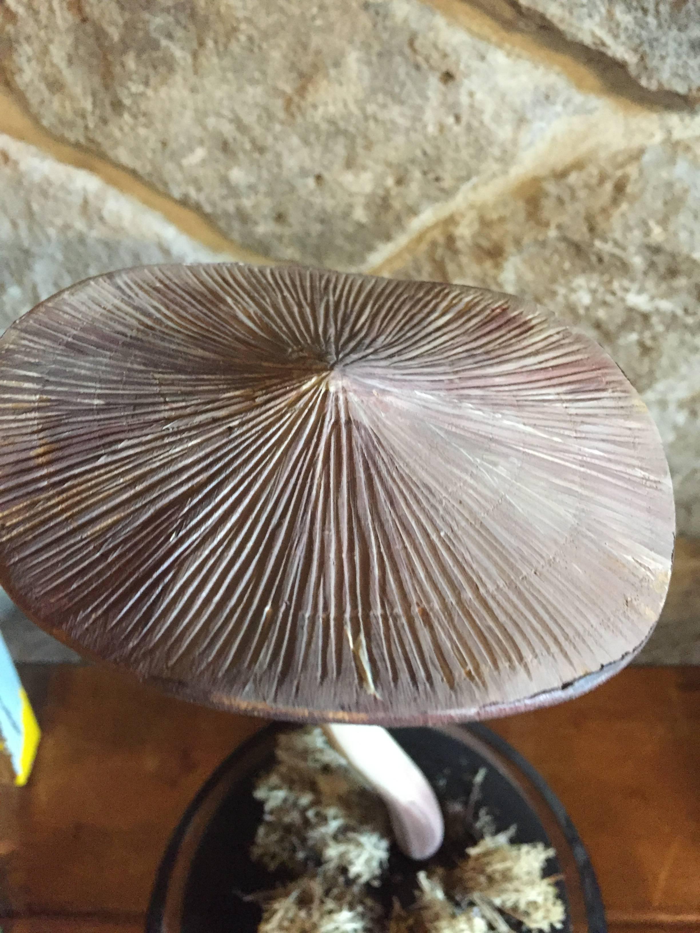 Glass Domed Mushroom Medium