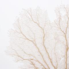 Large Cream Sea Fans