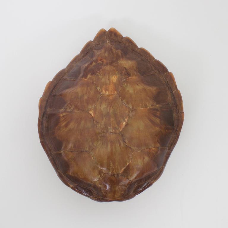 Rare Pair of Vintage Turtle Shell Sconces For Sale at 1stDibs | hartuki