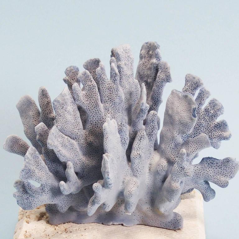 Curated Blue Coral Sculptures, Presented on Coquina Stone Bases at 1stDibs