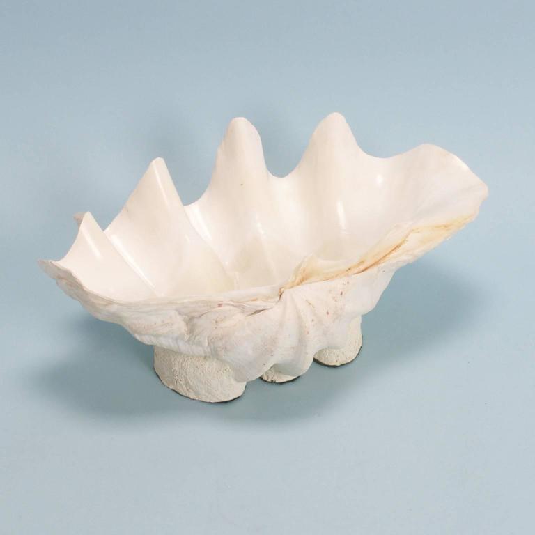 Authentic large clam shell with graceful flowing lines and variegated organic colors. Presented on a custom stand to enhance the sculptural elements. Perfectly cleaned.


