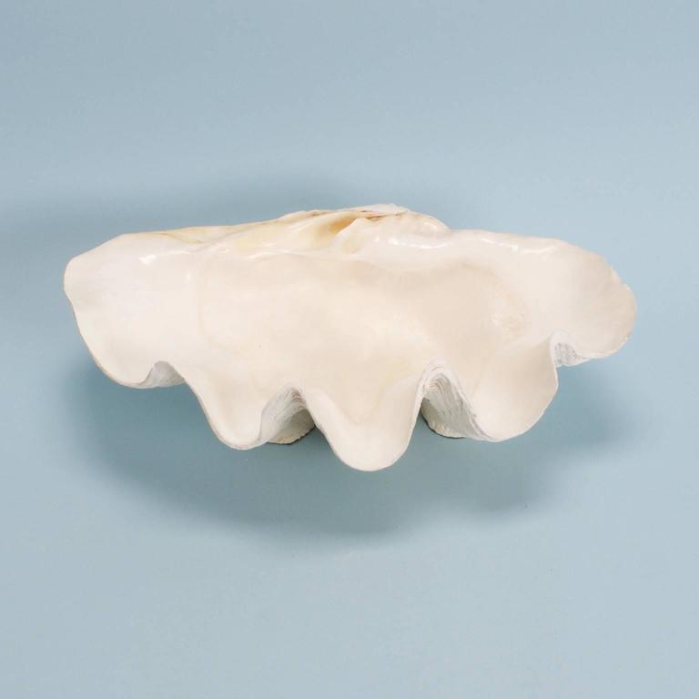 Organic Modern Giant Clam on a Footed Base For Sale