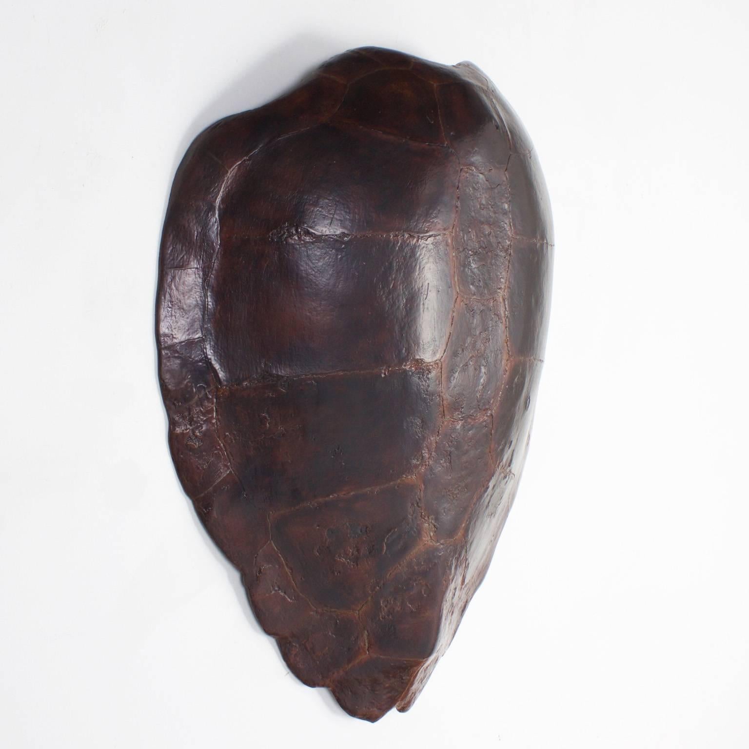 Large scale fiberglass turtle shell with an amazingly life like form and texture, featuring a custom faux finish.

.