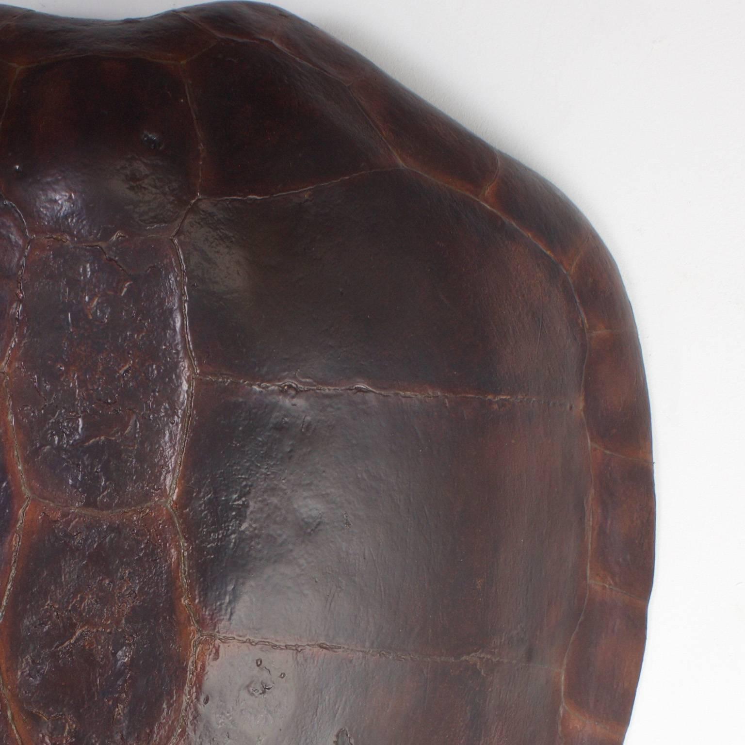 loggerhead turtle shell for sale