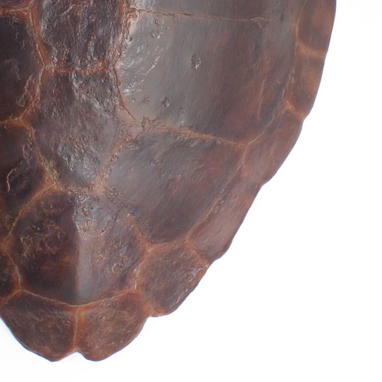 Large Fiberglass Loggerhead Turtle Shell In Excellent Condition In Palm Beach, FL