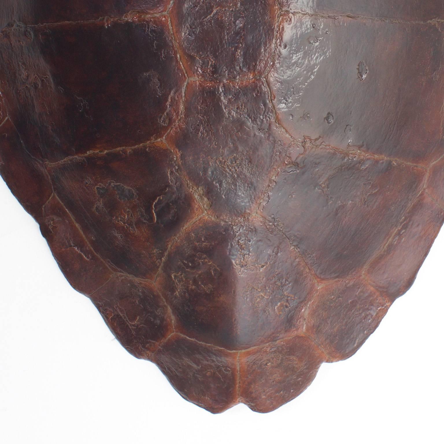 Organic Modern Large Fiberglass Loggerhead Turtle Shell
