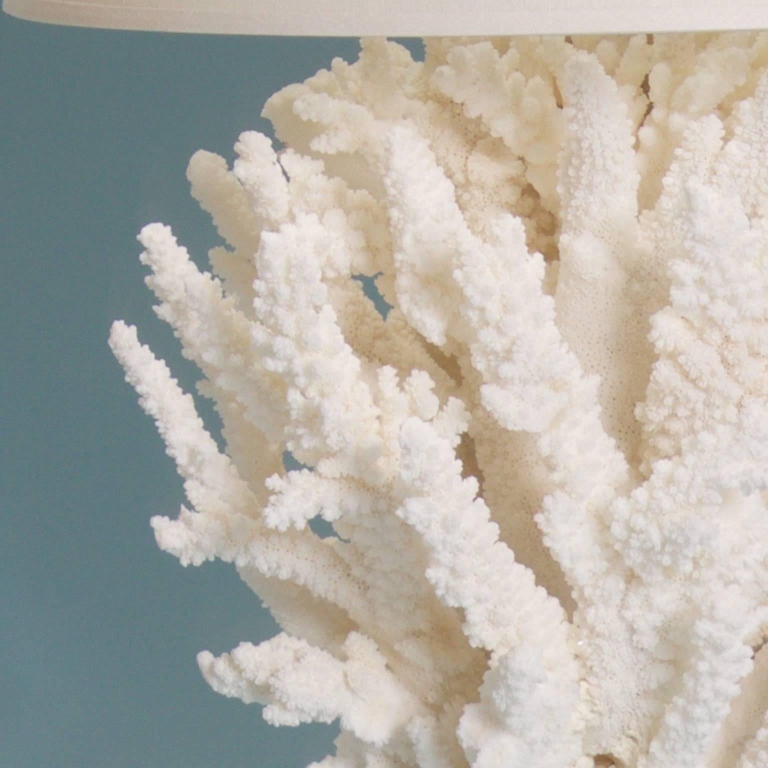 Solomon Islands Pair of Sculptural Branch Coral Table Lamps