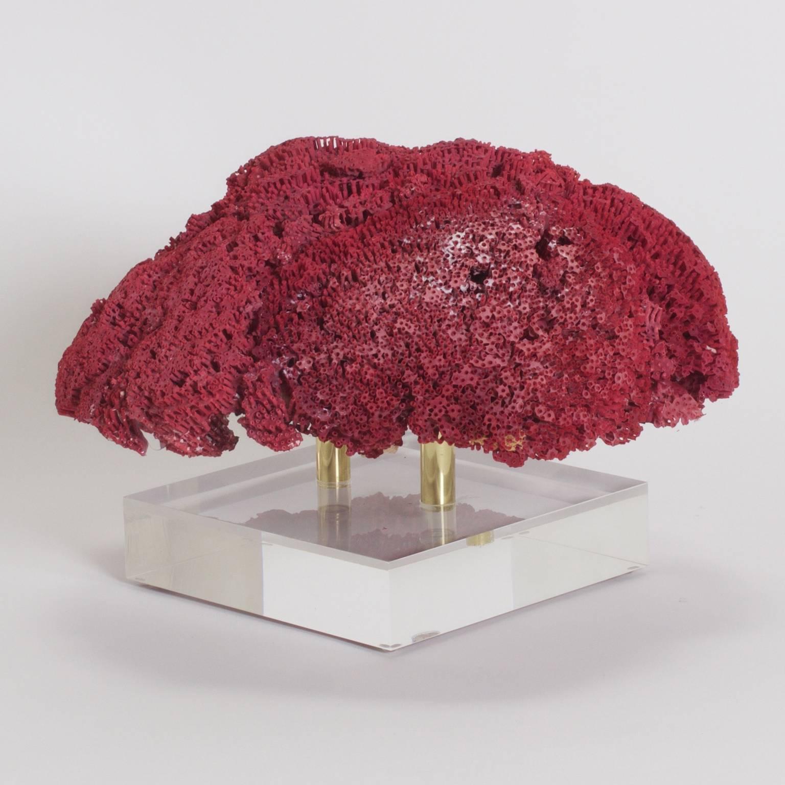 Contemplate this large red pipe organ coral specimen presented on a custom brass and Lucite stand. This awe inspiring piece is a celebration of science and art. This piece cannot be shipped out of the US, without expensive extra expenditures for