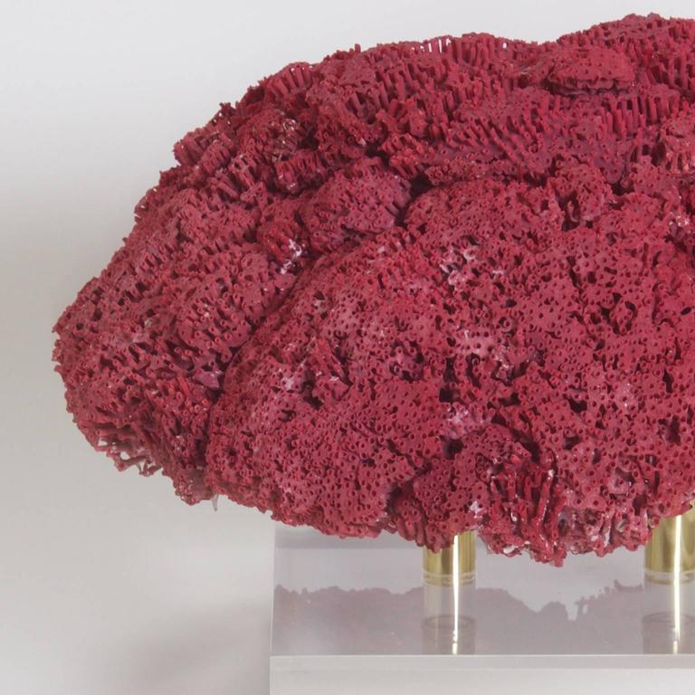 Large Red Pipe Organ Coral Specimen at 1stDibs  red pipe organ coral  price, red pipe coral, red organ pipe coral