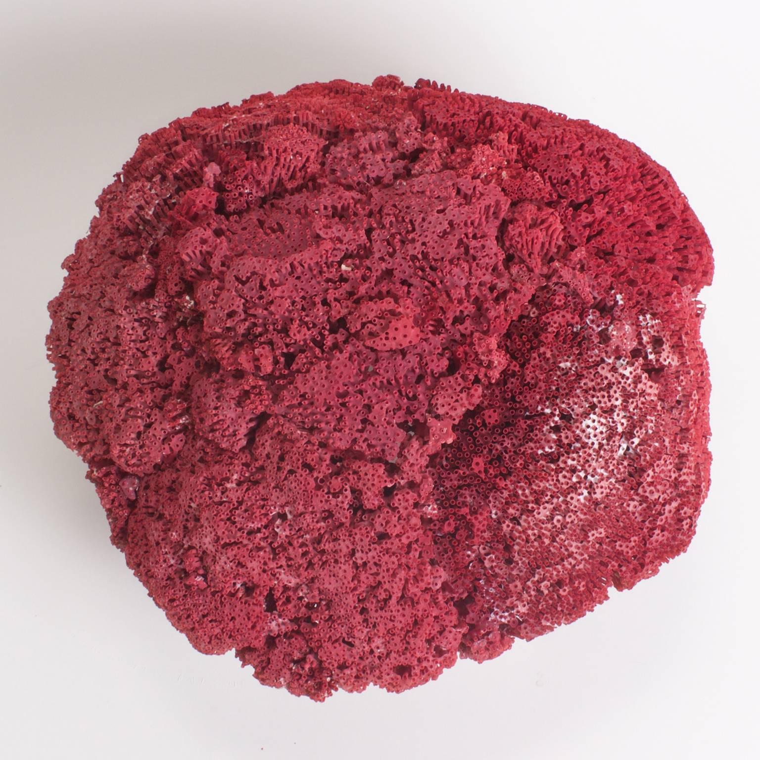 red organ pipe coral