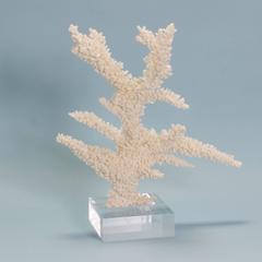 Organic Modern Branch Coral Sculpture on a Lucite Base