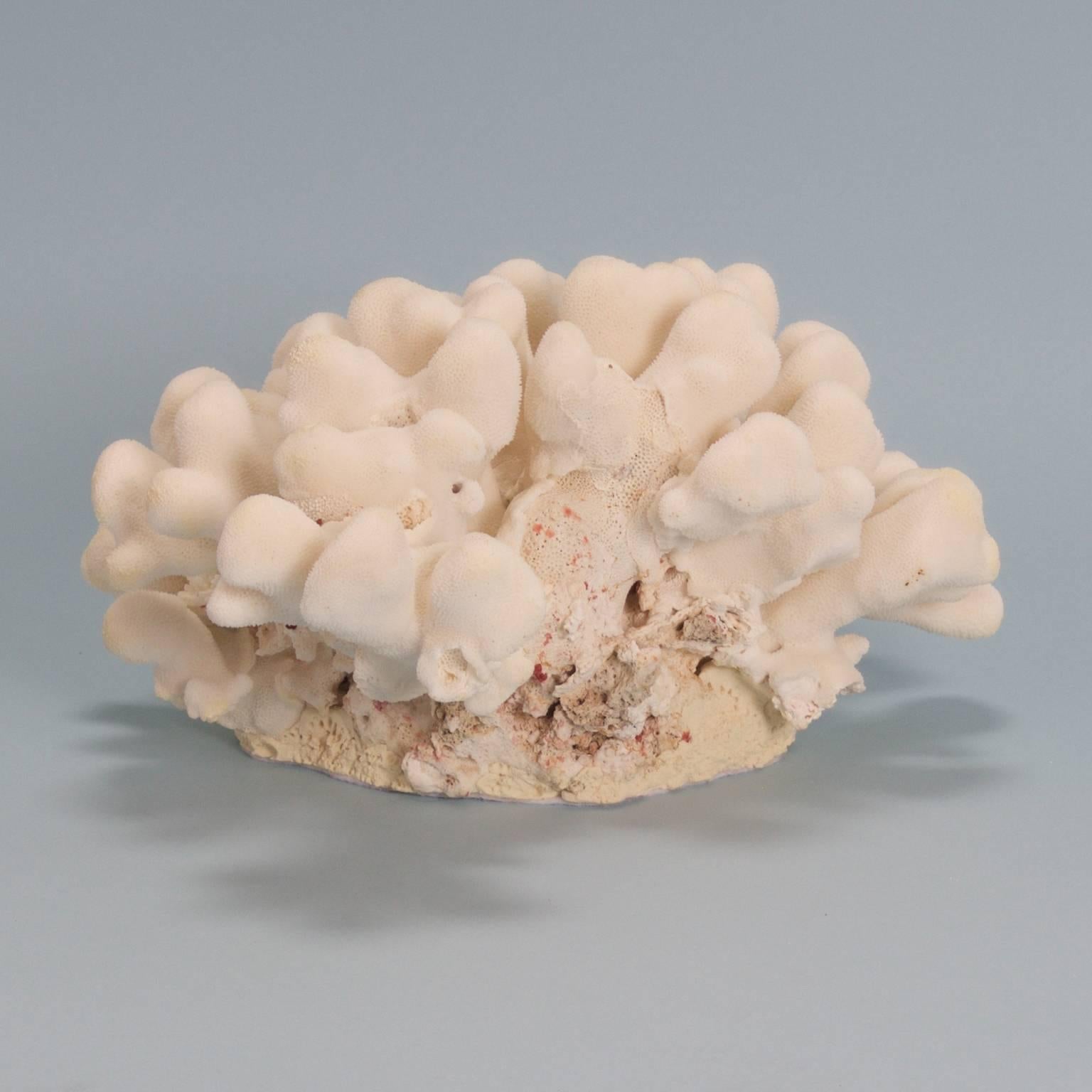 Custom made Elkhorn Pacific coral sculpture with an unusual form. Designed and crafted by F.S. Henemader. Bring mother nature's inspiration to any style interior. 

This piece cannot be shipped out of the US, without expensive extra expenditures for