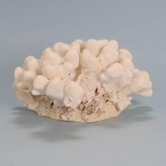 Organic Modern Elkhorn Pacific Coral Sculpture