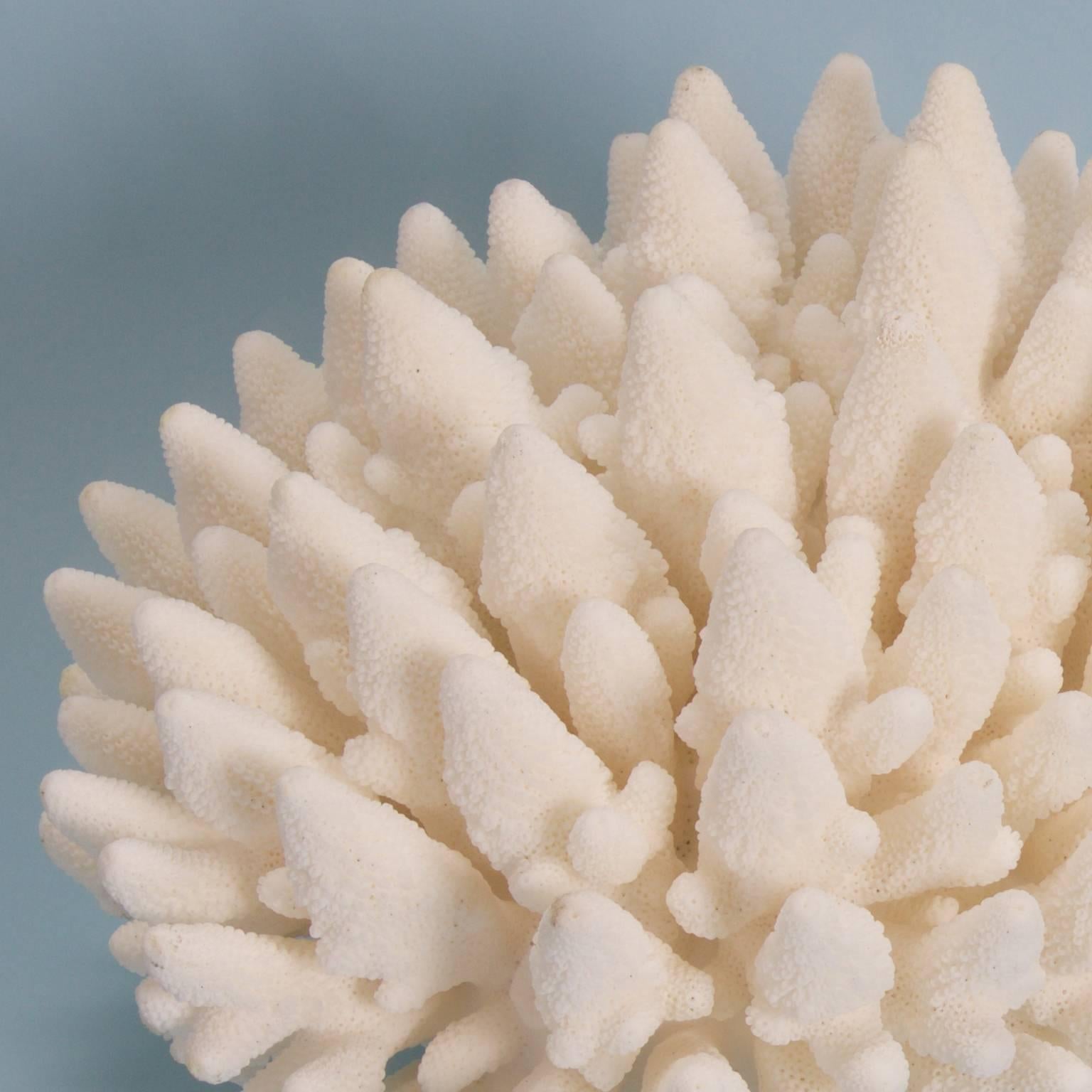 finger coral for sale