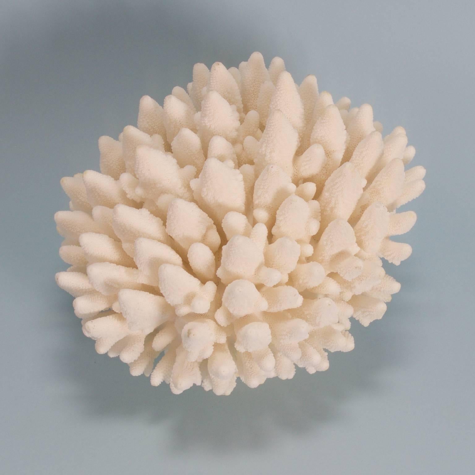 Korallen-Skulptur mit Finger von Finger (Organische Moderne)