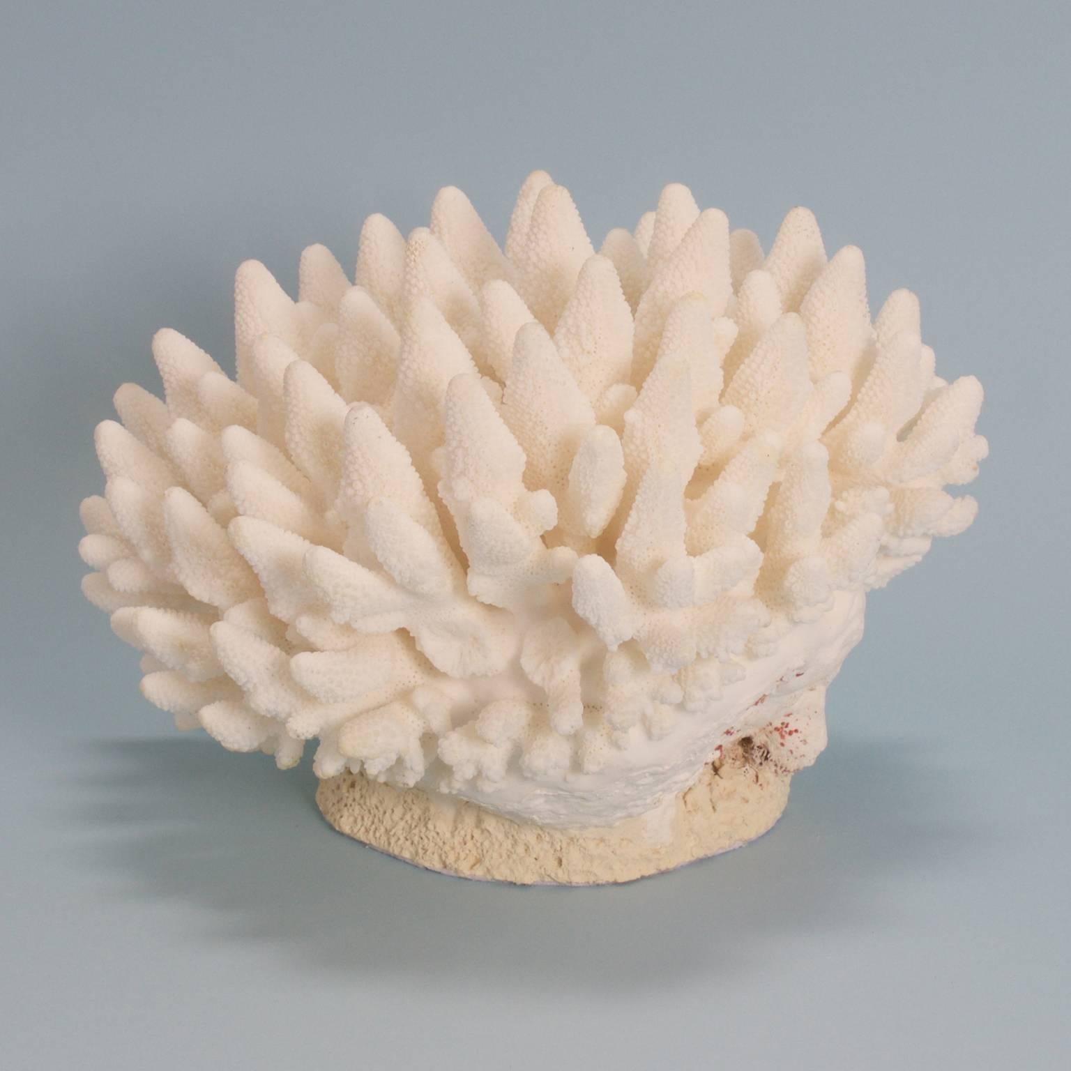 Entworfen und hergestellt von F.S. Henemader, diese Fingerkorallenskulptur hat eine einladende organische Farbe und Form. Dieses authentische Korallengeschenk von Mutter Natur wertet jede Einrichtung auf.

Dieses Stück kann nicht aus den USA