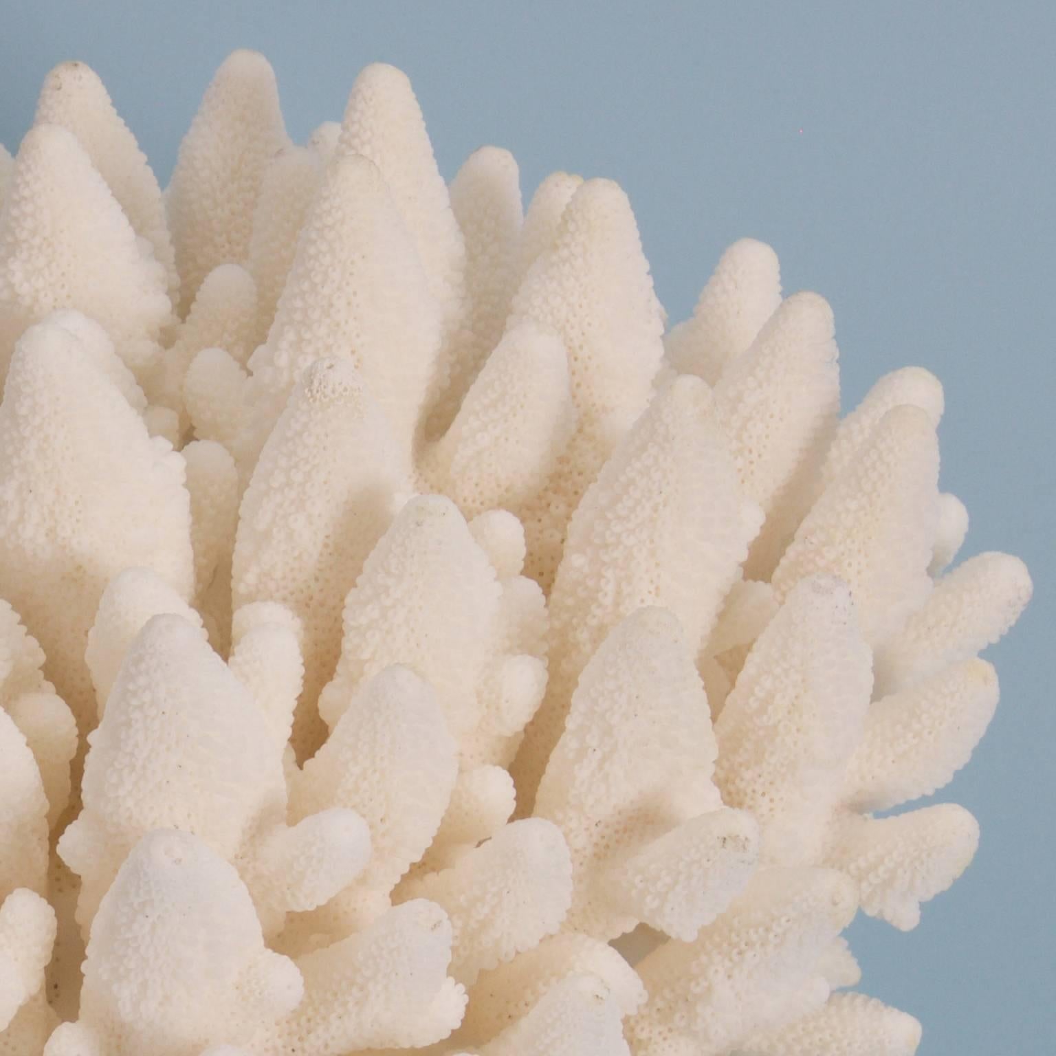 coral sculptures for sale