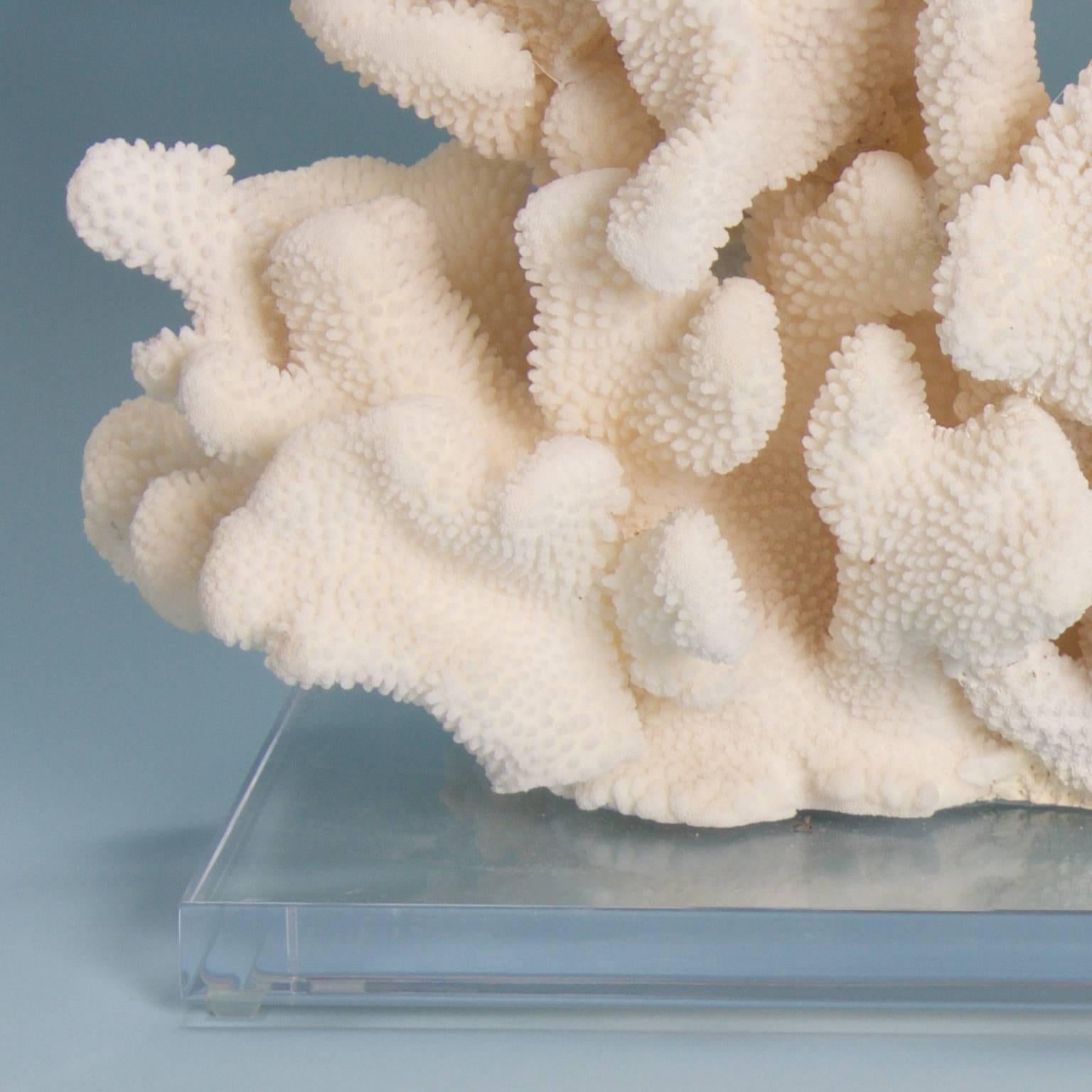 Cauliflower Coral Sculpture on a Lucite Base In Excellent Condition In Palm Beach, FL