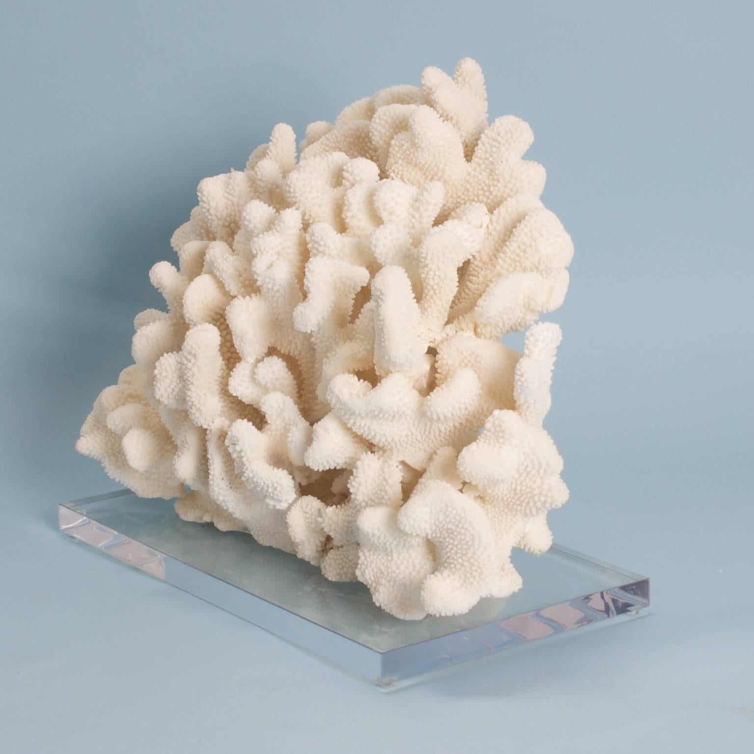 Impressive cauliflower coral sculpture presented on a Lucite base, designed and crafted by F.S. Henemader with respect to Mother Nature from authentic coral. Assembled in a way that enhances the organic texture, yet has a modern presentation.

This