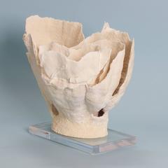 Moderne moderne Korallen-Skulptur auf einem Lucite-Sockel