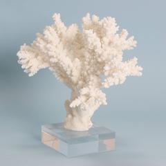 Branch Coral Specimen