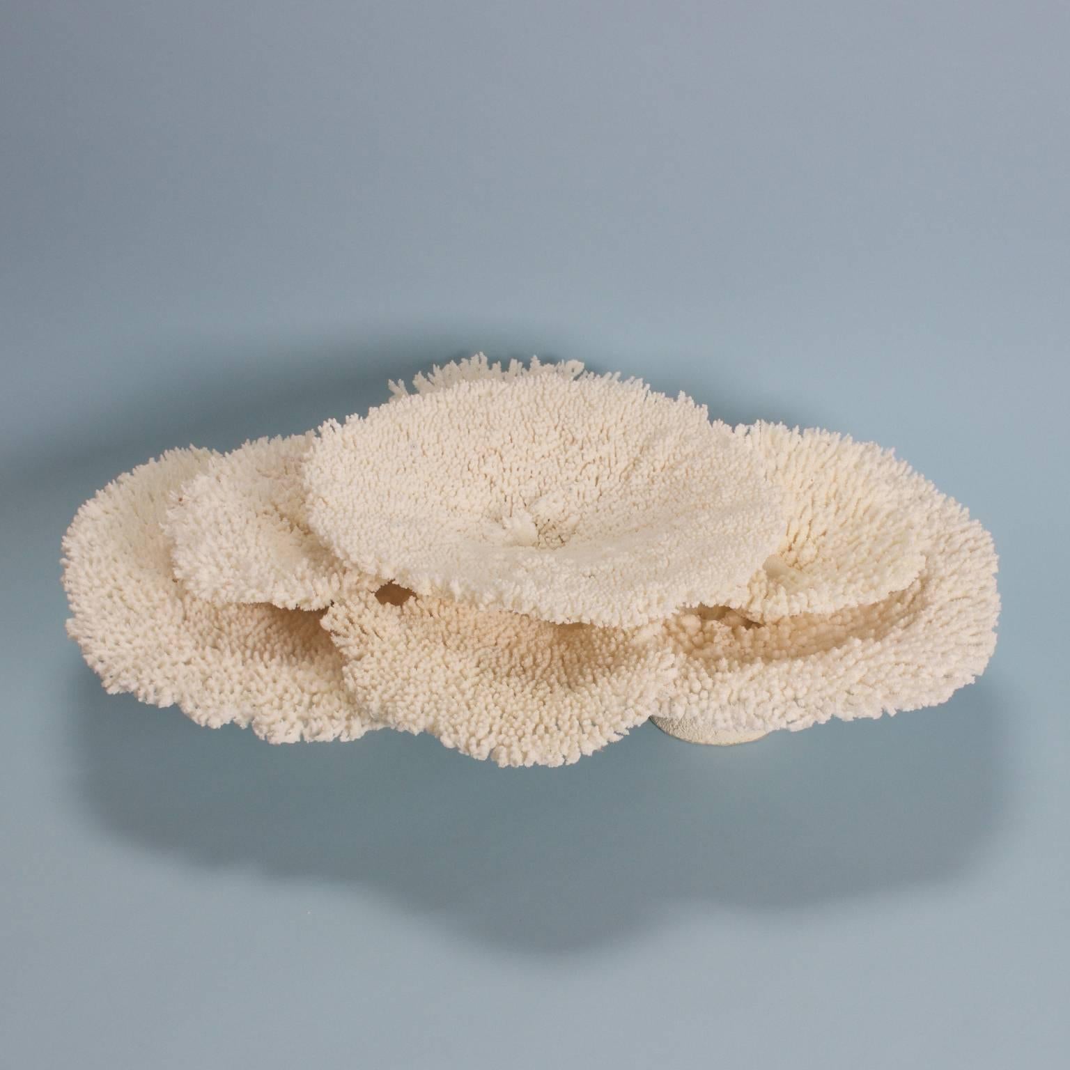 Organic Modern Authentic Table Coral Sculpture