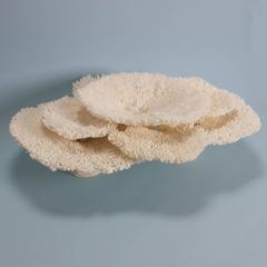 Authentic Table Coral Sculpture