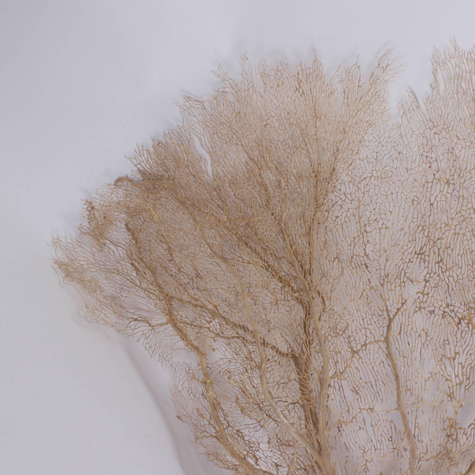 The genius of Mother Nature is on grand display here in a familiar soft coral tree like structure. This sea fan is an inspired sculpture with an easy to appreciate organic color and texture. Six available.