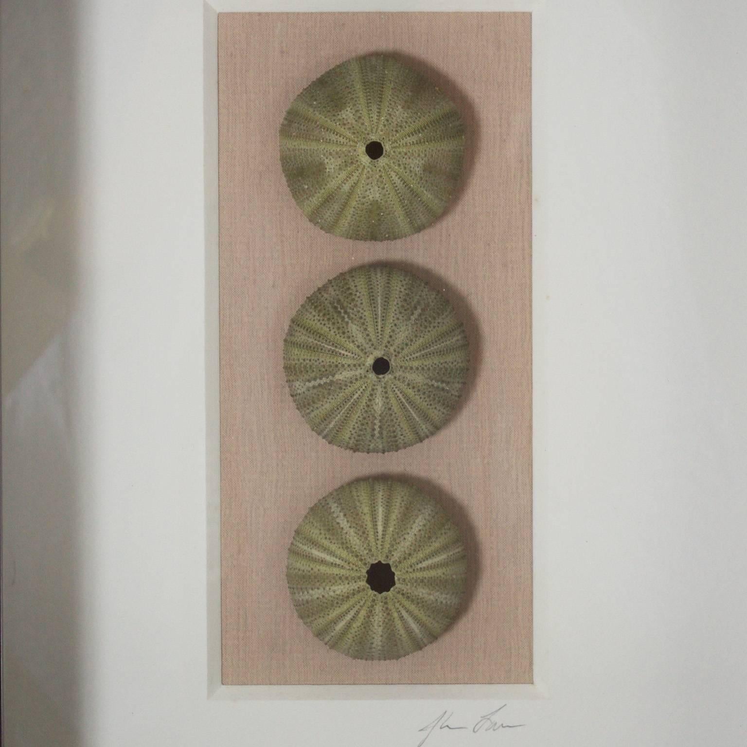 Set of Three Shell Specimens in Shadow Boxes In Good Condition In Palm Beach, FL